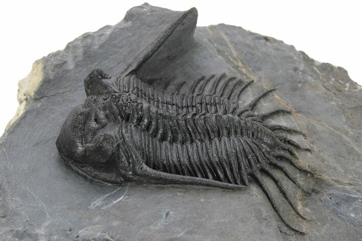 Kayserops megaspina Trilobite - Bou Lachrhal, Morocco #227781